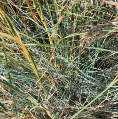 Cymbopogon sp. at Mount Ainslie to Black Mountain - 7 Feb 2024