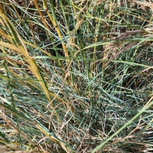 Cymbopogon sp. at Mount Ainslie to Black Mountain - 7 Feb 2024