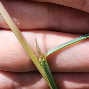 Cymbopogon sp. at Mount Ainslie to Black Mountain - 7 Feb 2024