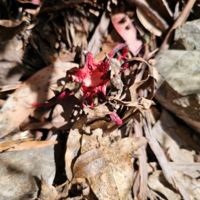 Aseroe rubra (Anemone Stinkhorn) at Cotter River, ACT - 7 Feb 2024 by Csteele4