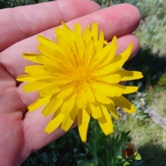 Microseris lanceolata (Yam Daisy) at Snowy Plain, NSW - 2 Feb 2024 by HarleyB