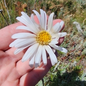 Celmisia sp. at Snowy Plain, NSW - 2 Feb 2024