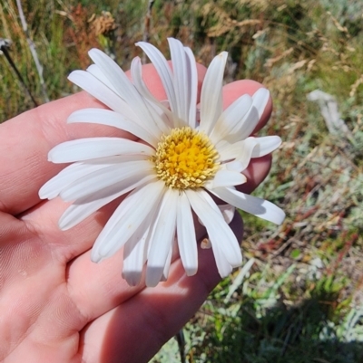 Celmisia sp. (Snow Daisy) at Snowy Plain, NSW - 2 Feb 2024 by HarleyB