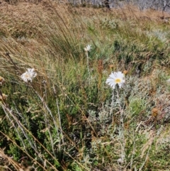 Celmisia sp. at Snowy Plain, NSW - 2 Feb 2024