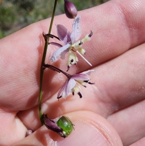 Arthropodium milleflorum at Snowy Plain, NSW - 2 Feb 2024