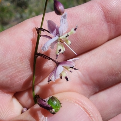 Arthropodium milleflorum (Vanilla Lily) at Snowy Plain, NSW - 2 Feb 2024 by HarleyB