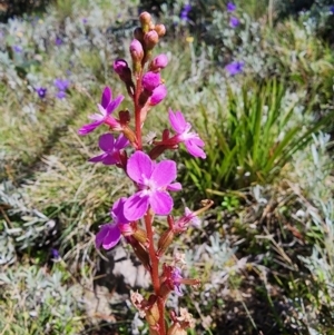 Stylidium sp. at Snowy Plain, NSW - 2 Feb 2024