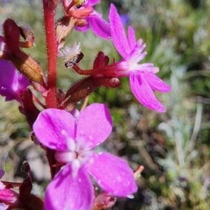 Stylidium sp. at Snowy Plain, NSW - 2 Feb 2024 11:13 AM