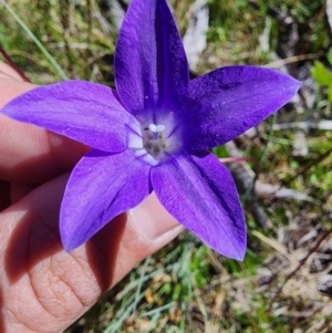 Wahlenbergia gloriosa at Snowy Plain, NSW - 2 Feb 2024