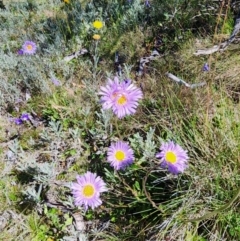 Brachyscome spathulata at Snowy Plain, NSW - 2 Feb 2024