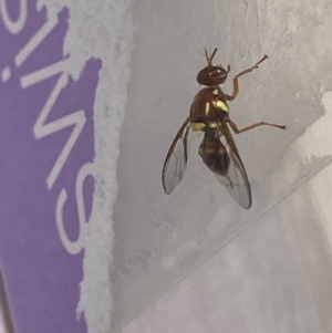 Bactrocera sp. (genus) at Theodore, ACT - 7 Feb 2024