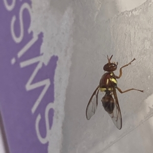 Bactrocera sp. (genus) at Theodore, ACT - 7 Feb 2024