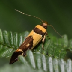 Macrobathra chrysotoxa (A Cosmet moth (Cosmopteriginae) at Dryandra St Woodland - 7 Feb 2024 by DianneClarke