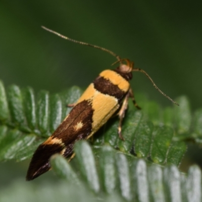 Macrobathra chrysotoxa (A cosmet moth) at Dryandra St Woodland - 7 Feb 2024 by DianneClarke