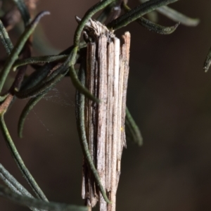 Clania lewinii & similar Casemoths at Dryandra St Woodland - 7 Feb 2024