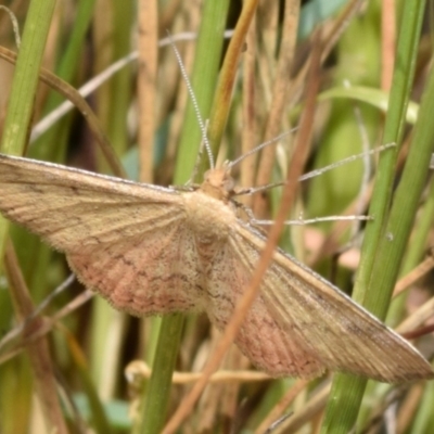 Scopula rubraria (Reddish Wave, Plantain Moth) at Dryandra St Woodland - 7 Feb 2024 by DianneClarke