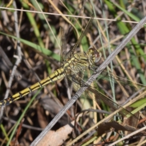 Orthetrum caledonicum at Dryandra St Woodland - 7 Feb 2024 09:30 AM