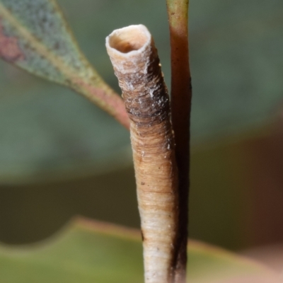 Chaetophyes compacta (Tube spittlebug) at Dryandra St Woodland - 6 Feb 2024 by DianneClarke