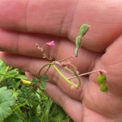 Pullenia gunnii (A Tick-Trefoil) at Badja State Forest - 7 Feb 2024 by Ghuxtable