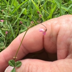Pullenia gunnii at Badja State Forest - suppressed