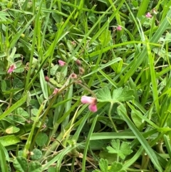 Pullenia gunnii at Badja State Forest - suppressed