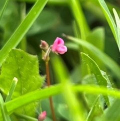 Pullenia gunnii at Badja State Forest - suppressed