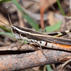 Macrotona australis (Common Macrotona Grasshopper) at Dryandra St Woodland - 6 Feb 2024 by DianneClarke