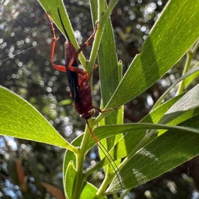 Lissopimpla excelsa (Orchid dupe wasp, Dusky-winged Ichneumonid) at Parkes, ACT - 7 Feb 2024 by Pirom