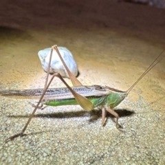 Conocephalus semivittatus (Meadow katydid) at Reid, ACT - 6 Feb 2024 by Pirom