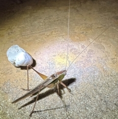 Conocephalus semivittatus at Reid, ACT - 6 Feb 2024