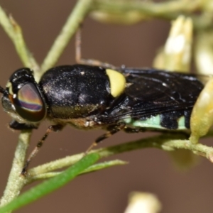 Odontomyia hunteri at Dryandra St Woodland - 7 Feb 2024 09:35 AM