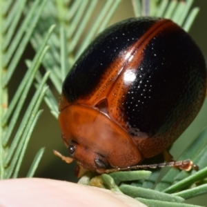 Dicranosterna immaculata at Dryandra St Woodland - 7 Feb 2024