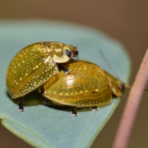 Paropsisterna cloelia at Dryandra St Woodland - 7 Feb 2024