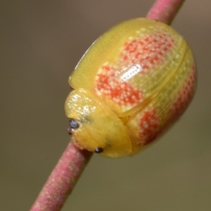 Paropsisterna fastidiosa at Dryandra St Woodland - 7 Feb 2024 11:22 AM