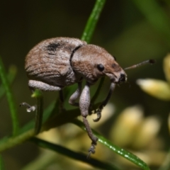 Perperus sp. (genus) at Dryandra St Woodland - 7 Feb 2024 10:13 AM