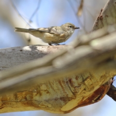 Pachycephala rufiventris (Rufous Whistler) at Kama - 6 Feb 2024 by Trevor