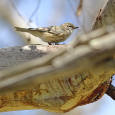 Pachycephala rufiventris (Rufous Whistler) at Molonglo River Reserve - 6 Feb 2024 by Trevor