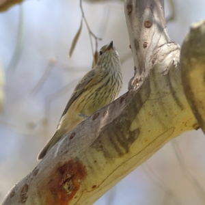 Pachycephala rufiventris at Kama - 6 Feb 2024