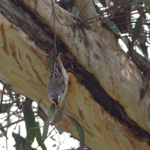 Pardalotus striatus at Kama - 6 Feb 2024 12:07 PM