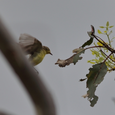 Gerygone olivacea (White-throated Gerygone) at Molonglo River Reserve - 6 Feb 2024 by Trevor