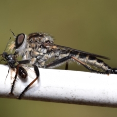 Cerdistus sp. (genus) (Slender Robber Fly) at Dryandra St Woodland - 7 Feb 2024 by DianneClarke