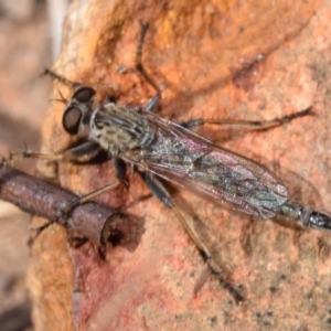 Cerdistus sp. (genus) at Dryandra St Woodland - 7 Feb 2024