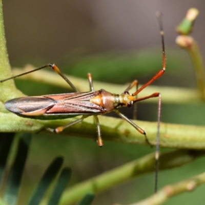 Rayieria acaciae (Acacia-spotting bug) at Dryandra St Woodland - 7 Feb 2024 by DianneClarke