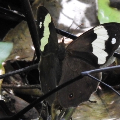 Heteronympha mirifica (Wonder Brown) at Macquarie Pass - 7 Feb 2024 by GlossyGal