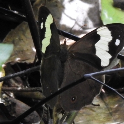 Charaxes sempronius at Macquarie Pass, NSW - 6 Feb 2024 by GlossyGal