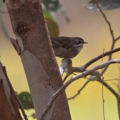 Sericornis frontalis (White-browed Scrubwren) at Kama - 6 Feb 2024 by Trevor