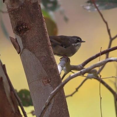 Sericornis frontalis (White-browed Scrubwren) at Molonglo River Reserve - 6 Feb 2024 by Trevor