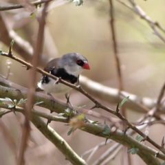 Stagonopleura guttata (Diamond Firetail) at Kama - 6 Feb 2024 by Trevor