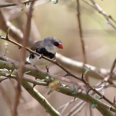 Stagonopleura guttata (Diamond Firetail) at Molonglo River Reserve - 6 Feb 2024 by Trevor