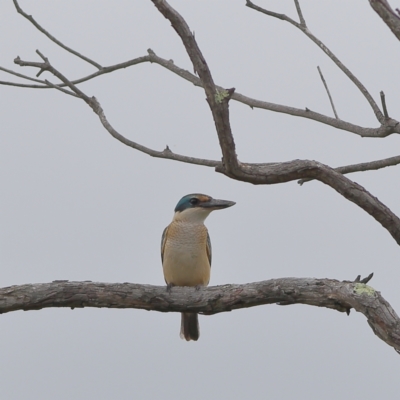 Todiramphus sanctus (Sacred Kingfisher) at Molonglo River Reserve - 6 Feb 2024 by Trevor